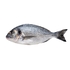 Madeira Gilthead Seabream 200/300