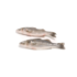 Robalo 200/300